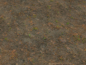 forest branches debris leaves scan 3D Model