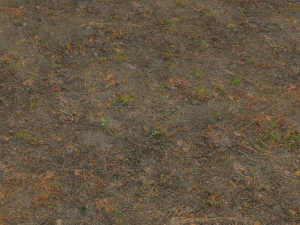 forest branches debris leaves scan 3D Model
