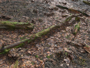 forest branches debris leaves scan 3D Model