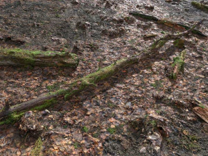 forest branches debris leaves scan 3D Model