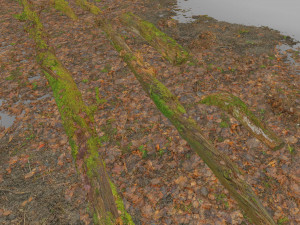 forest branches debris leaves scan 3D Model