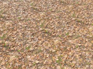 forest branches debris leaves scan 3D Model