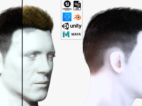 Realistic Hair hawk 3D 模型