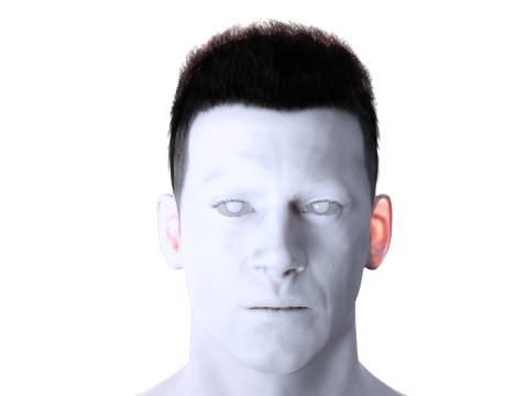 Realistic Hair hawk 3D 모델