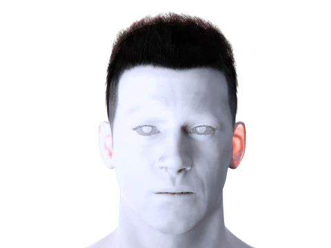Realistic Hair hawk 3D Model