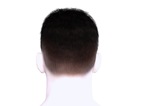 Realistic Hair hawk 3D 모델
