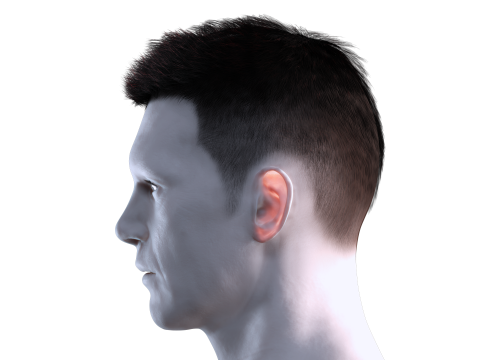 Realistic Hair hawk 3D 모델