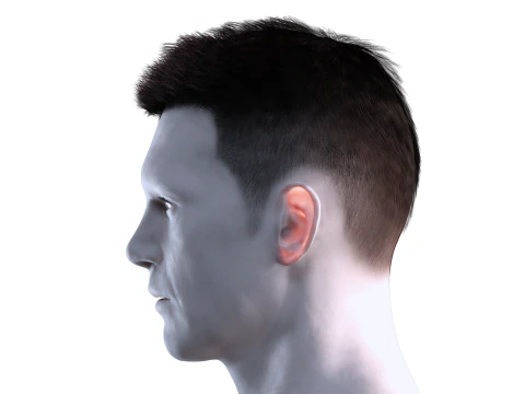Realistic Hair hawk 3D Model