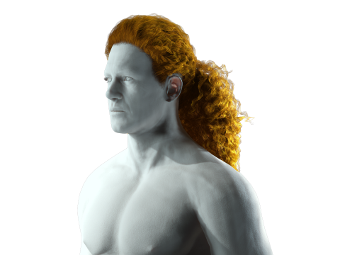 Realistic long hair 3Dモデル