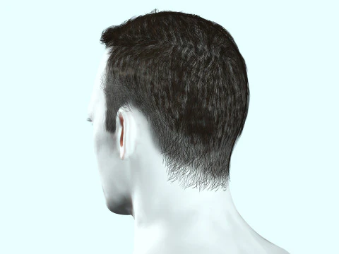Male Hair 3D Model