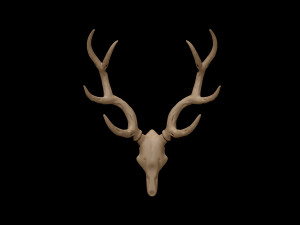 antler 3D Модель