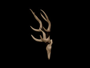antler 3D Model