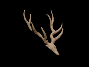 antler 3D Модель