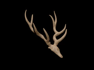 antler 3D Model