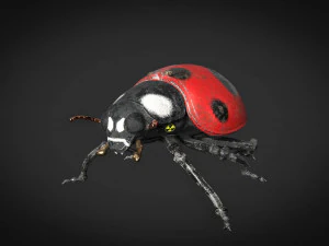 てんとう虫-2021 ゲーム準備完了 3Dモデル