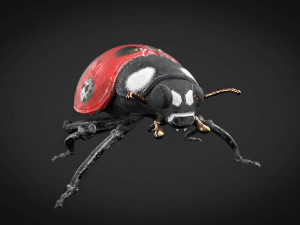 ladybug-2021 game ready Model 3D