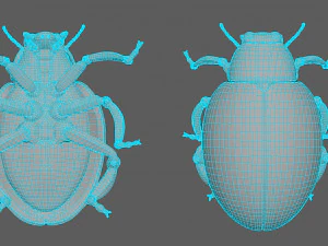 ladybug-2021 game ready 3D Model