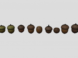 acorn Model 3D