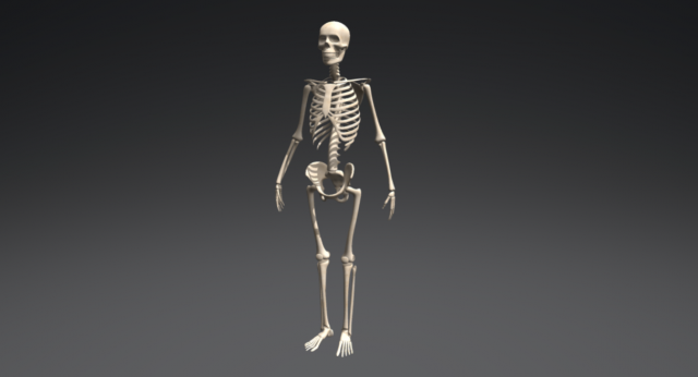 skeleton 3D 모델 .c4d .max .obj .3ds .fbx .stl .blend 