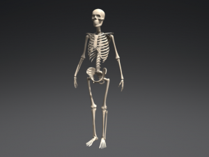 skeleton 3D 模型