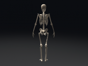 skeleton 3D 모델