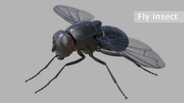 Fly insect Model 3D .c4d .max .obj .3ds .fbx .stl .blend 