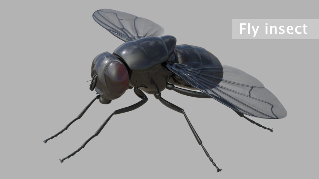 Fly insect 3D Model .c4d .max .obj .3ds .fbx .stl .blend 