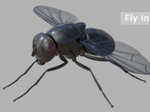 Fly insect 3D 模型