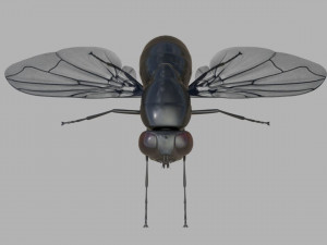 Fly insect Model 3D