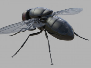 Fly insect Model 3D
