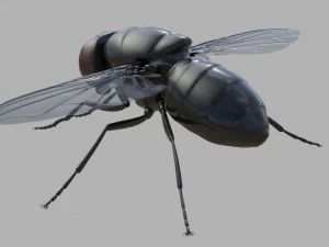 Fly insect 3D Model