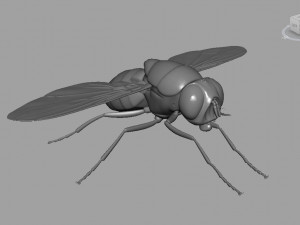Fly insect Model 3D