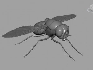 Fly insect 3D Model