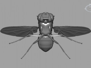 Fly insect Model 3D