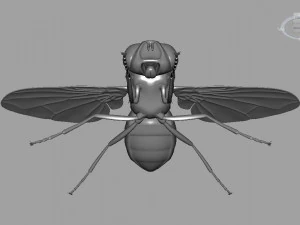 Fly insect 3D Model