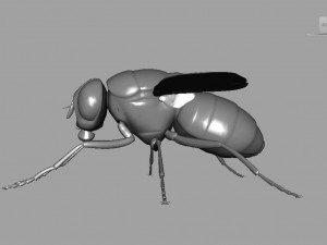 Fly insect Model 3D
