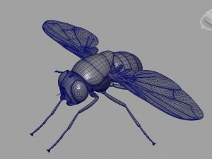 Fly insect Model 3D