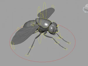 Fly insect 3D Model