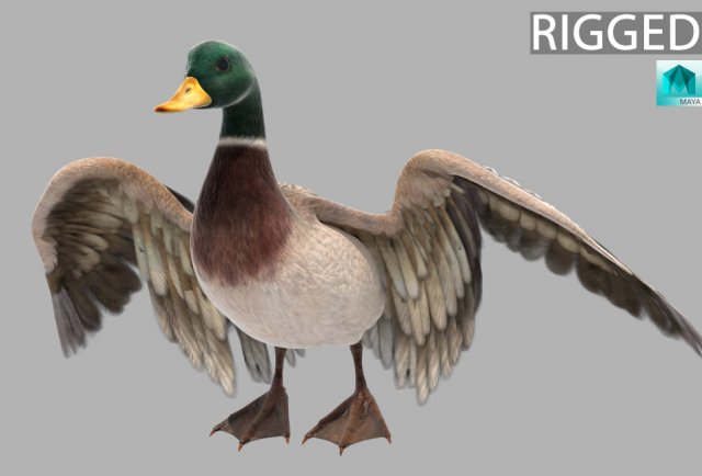 Mallard Bird 3D मॉडल .c4d .max .obj .3ds .fbx .stl .blend 