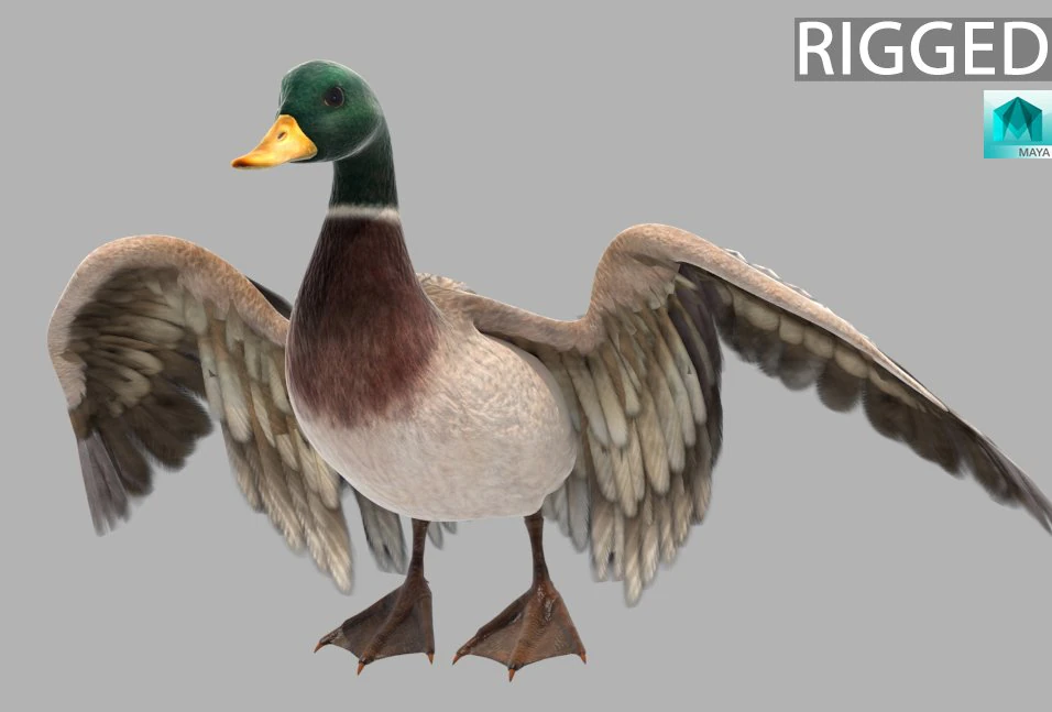 Mallard Bird 3D Model .c4d .max .obj .3ds .fbx .stl .blend 