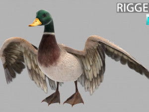 Mallard Bird 3D 模型