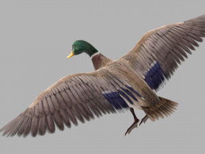 Mallard Bird 3D मॉडल