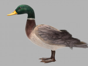 Mallard Bird 3D मॉडल