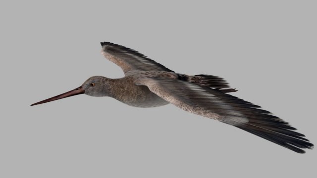 Snipe Bird 3D-Modell .c4d .max .obj .3ds .fbx .stl .blend 