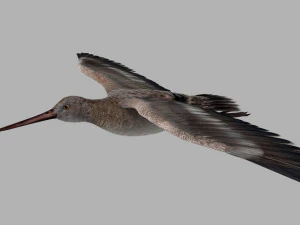 Schnepfenvogel 3D Modell