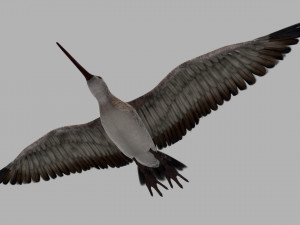 Snipe Bird 3D-Modell