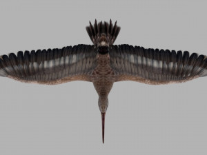 Snipe Bird 3D-Modell