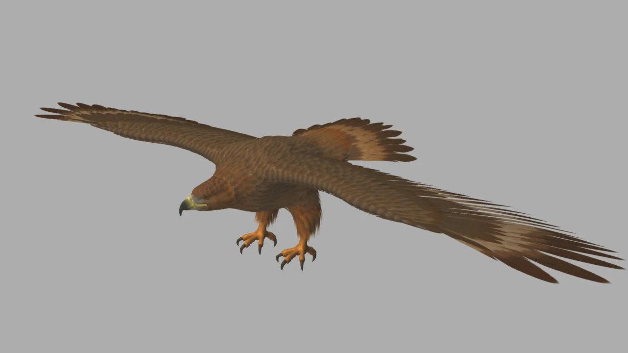 Eagle 3D Model .c4d .max .obj .3ds .fbx .stl .blend 