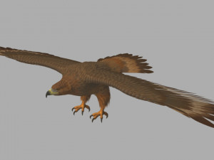 Eagle 3D 模型