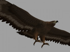 Eagle Model 3D